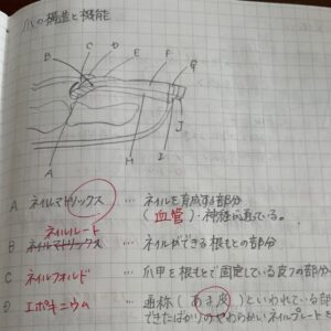 手帳に書いた爪の構造の図